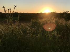 Campagne du Boupère : Coucher de soleil, campagne, herbes sauvages