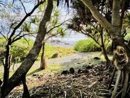 Grande Anse : Grande Anse, Vacoa, racines, La Réunion