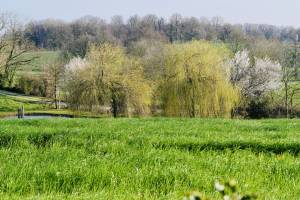 La Campagne : Campagne, Vendée, saules pleureurs, arbres en fleurs