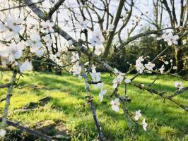 Prunus Spinosa : Prunus Spinosa, arbres à fleurs blanches