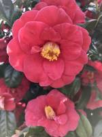Camélia Japonica : Camélia Japonica, Fleurs rouges rosées