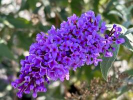 Arbre à Papillons : Arbre à Papillons, Fleurs violettes
