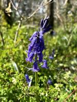 Jacinthes des Bois : Jacinthes des Bois, Clochettes bleues, Clochettes mauves