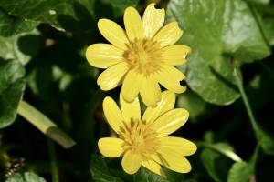 Ficaire fausse renoncule : Ficaire fausse renoncule, fleur jaune sauvage