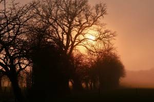 Brouillard givrant ? : Tita’s Pictures, coucher de soleil, arbres, campagne vendéenne