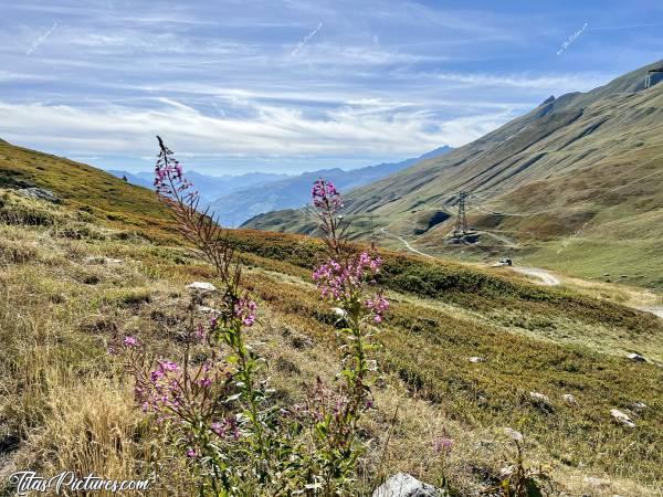 Photo Le Col du Petit Saint Bernard : Très jolies ces fleurs sauvages roses, légèrement fuschia, qui ressortent bien sur le vert de ces pâturages 👍🏻😍 Il s’agit d’Épilobes apparemment, d’après mes recherches.c, Tita’s Pictures, Col du Petit Saint Bernard, Montagnes, Épilobes