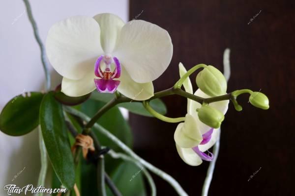 Photo Orchidée blanche : Une autre photo de ma belle Orchidée blanche, qui semble enfin se plaire avec moi 🤭😅🥰c, Tita’s Pictures, Orchidée blanche