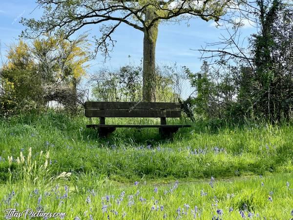 Photo Banc en bois : En me baladant dans le parc de la Barbinière en ce début de printemps, ce banc en bois m’a interpellé. Seul, à l’ombre d’un arbre, et entouré de belles clochettes violettes, je devais le prendre en photo 🤭😅😍🥰c, Tita’s Pictures, Banc en bois, Parc de la Barbinière