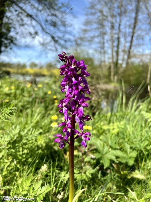 Photo Orchidée sauvage : Et encore une belle Orchidée sauvage 😍🥰 J’en ai jamais vu autant que cette année ! Ça fait vraiment plaisir 🥳😍c, Tita’s Pictures, Orchidée sauvage, fleur sauvage