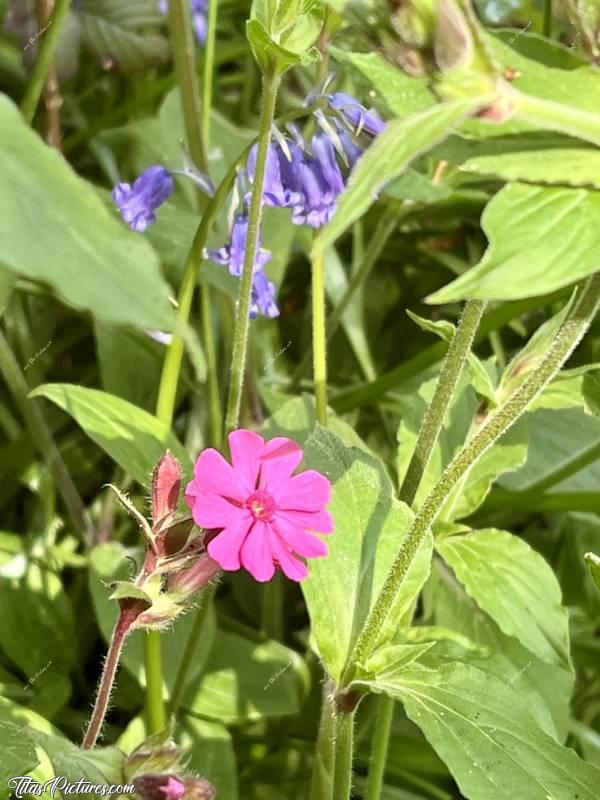 Photo Fleurs sauvages : Compagnon rouge et Clochettes violettes se mélangent en ce début de Printemps. La nature est pleine de belles couleurs 😍🥰c, Tita’s Pictures, Fleurs sauvages, Compagnon rouge, Clochettes Violettes