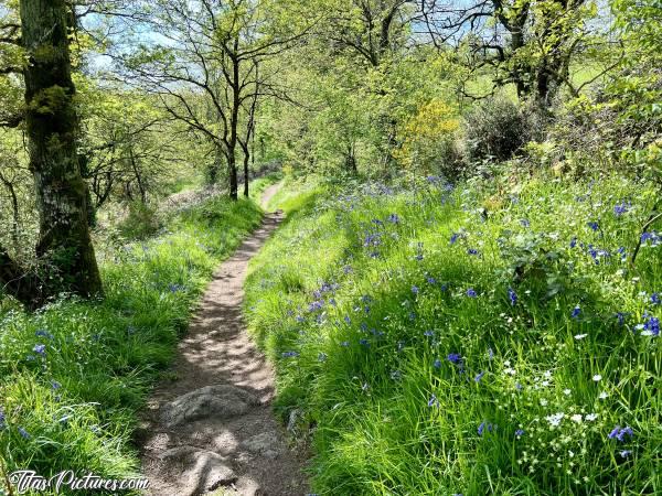 Photo Le Parc de la Barbinière : Belle balade fleurie, en ce début de printemps, au Parc de la Barbinière. C’est vraiment très agréable 👍🏻😍😎c, Tita’s Pictures, Parc de la Barbinière, fleurs sauvages