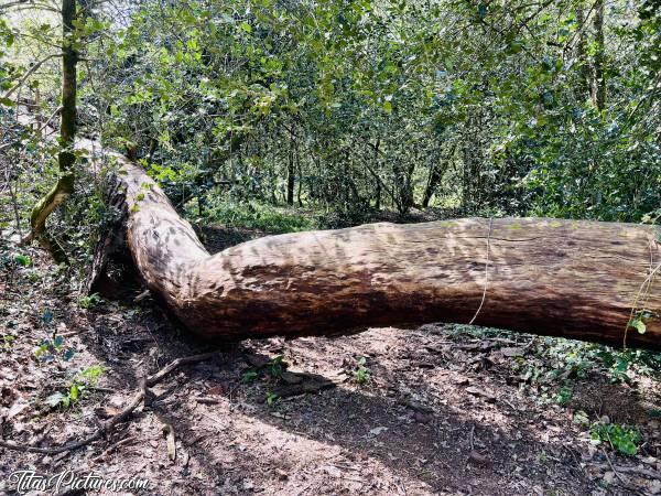 Photo Arbre mort : Mais qu’est-ce que c’est que ça ? Un grand résineux qui est tombé lors de la dernière tempête qu’il y a eu en Vendée. Il ne paraît pas comme ça sur la photo, mais il est vraiment énorme et il barre le passage. Heureusement qu’il y a cette pliure qui permet de passer par dessus par temps sec. Car le tronc est vraiment glissant par temps humide et à hauteur de taille pour la partie la plus basse 🤭😅 Et pour passer dessous, faudrait se mettre à plat ventre et ramper dans les feuilles. Pas trop envie 😬😅c, Tita’s Pictures, Arbre Mort