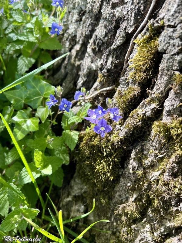 Photo Véronique Petit-chêne : Belles petites fleurs sauvages bleues, au pied d’un tronc d’arbre 😍🥰 Leur nom est : Véronique Petit-chêne. c, Tita’s Pictures, fleurs bleues, Véronique Petit-chêne