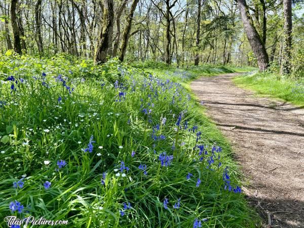 Photo Le Parc de la Barbinière : Belle balade fleurie, en ce début de printemps, au Parc de la Barbinière. C’est vraiment très agréable 👍🏻😍😎c, Tita’s Pictures, Parc de la Barbinière, fleurs sauvages