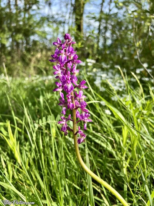 Photo Orchidée sauvage : Qu’est-ce que j’adore ces belles orchidées sauvages 😍🥰 J’en vois de plus en plus chaque année. Ça fait vraiment plaisir 😍🥰c, Tita’s Pictures, Orchidée sauvage