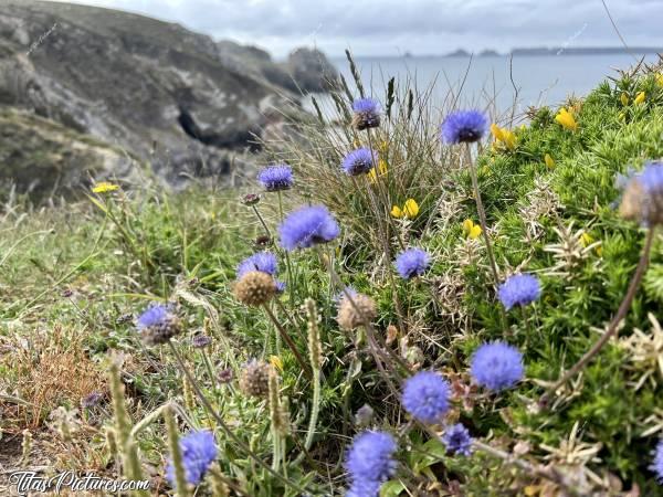 Photo Jasiones : Découverte de ces belles petites fleurs violettes, en bord de mer à la presqu’île de Crozon. Trop mignonnes 😍🥰c, Tita’s Pictures, Jasione, Fleurs violettes, Fleurs sauvages