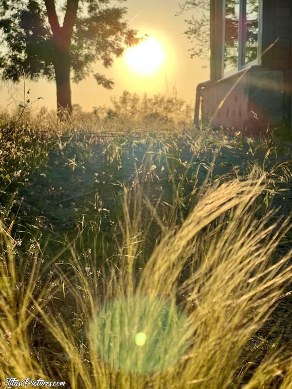 Photo Cheveux d’Anges : Beau coucher de soleil sur mes Cheveux d’Anges, et sur les herbes sauvages du jardin de mes voisins 😎😍🥰c, Tita’s Pictures, Cheveux d’Anges, Nassella