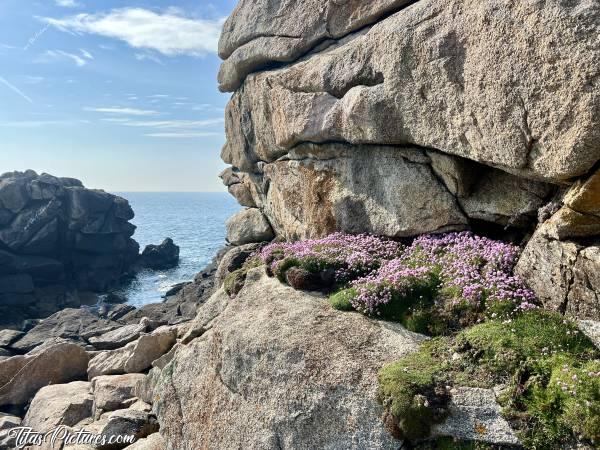 Photo Landunvez : De belles petites fleurs roses ont poussé au travers de ces gros rochers de bord de mer, à Landunvez 😍🥰c, Tita’s Pictures, Landunvez, Rochers, fleurs roses sauvages