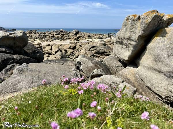 Photo Méneham : Ce genre de plage comme Méneham, pleine de gros rochers, était un très beau terrain de jeux pour moi, quand j’étais petite. Pleins de cachettes et d’escalades possibles pour grimper le plus haut possible 😍🥰 
Je dois avouer qu’il m’arrive encore d’aller crapahuter dans les rochers, en souvenir de ce bon vieux temps 🤭🥰c, Tita’s Pictures, Méneham, Rochers, Fleurs roses, Arméries maritimes