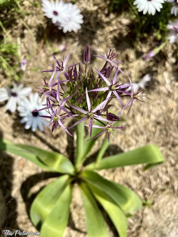 Photo Allium : Découverte d’une nouvelle fleur dans le jardin de mon père 👍🏻😍🥰
Allium cristophii, l'Ail à boule étoilée, ou Étoile de Perse est une espèce de plante bulbeuse du genre Allium, appartenant à la famille des Amaryllidaceae. Elle est originaire d'Asie.c, Tita’s Pictures, Allium, fleur à bulbe