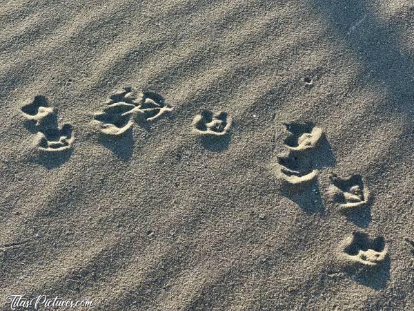 Photo Empreintes d’oiseau : Jeu de devinette… Qui saura me dire à quel sorte d’oiseau appartient ces empreintes dans le sable ? 🤔🤭c, Tita’s Pictures, Sable, Empreintes de pas