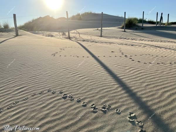 Photo Empreintes de pas : Belles empreintes de pas d’oiseaux, dans la Dune de sable de la Plage du Veillon, à Talmont-Saint-Hilaire 😍🥰c, Tita’s Pictures, Plage du Veillon, Talmont-Saint-Hilaire