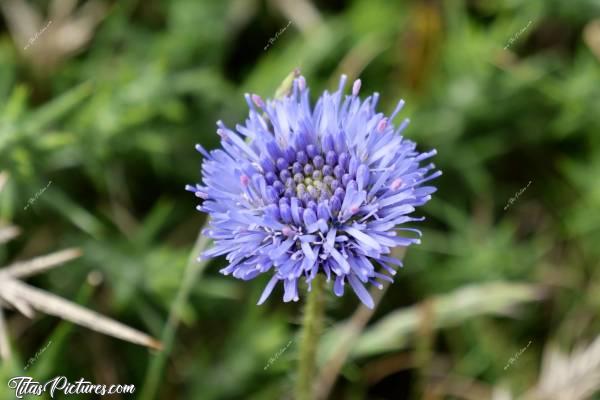 Photo Jasione des montagnes : Belle petite fleur sauvage que j’ai découvert en bord de mer à la Pointe de Dinan. Il semblerait que ce soit une Jasione des montagnes 🤭😅😍c, Tita’s Pictures, Jasione des montagnes, Fleur bleue, Fleur sauvage