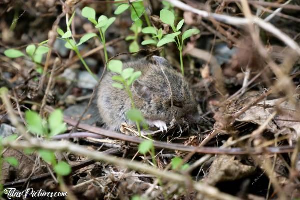 Photo Souriceau : Il est vraiment trop mimi ce petit souriceau 😍🥰 Il fait une petite sieste de quelques secondes, puis reprend son activité. Pas facile à faire la mise au point à travers la végétation 🤭😅c, Tita’s Pictures, Souriceau, Souris