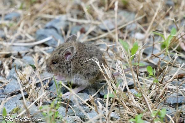 Photo Souriceau : Un mignon petit souriceau que j’ai pu suivre de très très près, tout un moment 😍🥰c, Tita’s Pictures, Souriceau, Souris