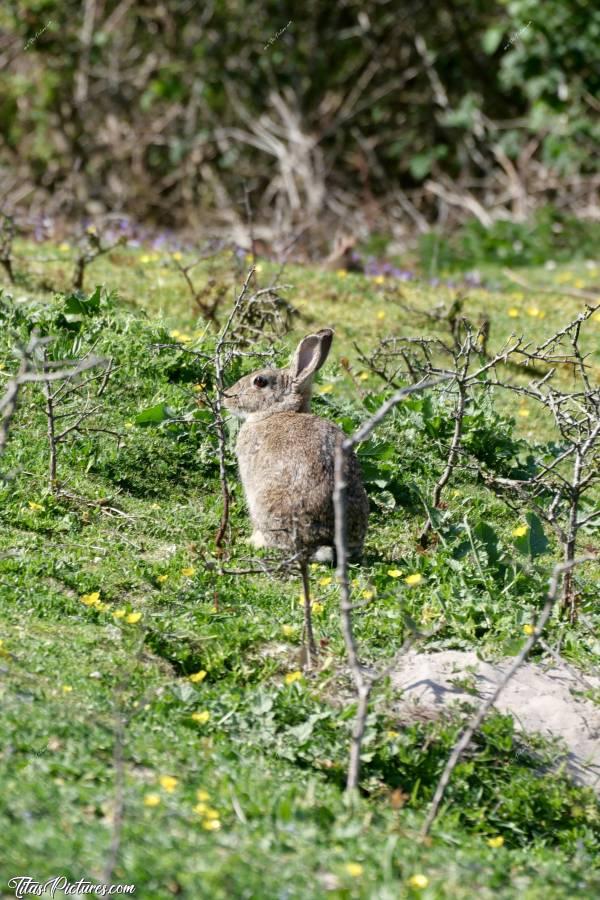 Photo Maman Lapin : Maman Lapin vient voir si ses petits sont en danger avec moi à côté.. Bon apparemment, elle a eu l’air rassurée, car elle est pas restée très longtemps 🤭😅c, Tita’s Pictures, Lapin de Garenne, Femelle 