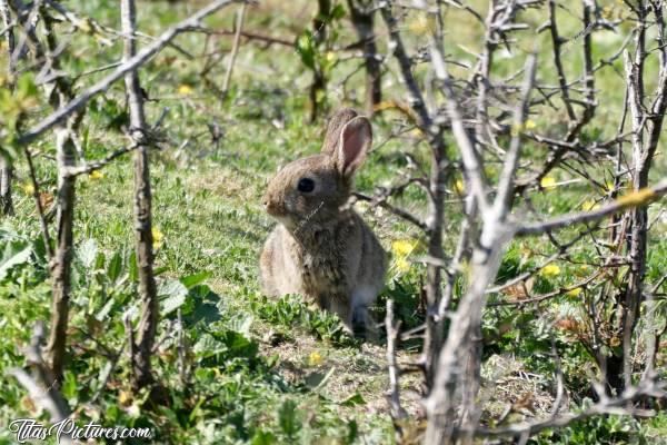 Photo Lapereau : Mignon petit Bébé lapin de garenne 😍🥰 J’en ai sauvé 2 au biberon, quand j’étais petite, à environ 2 ans d’intervalle .. 😍🥰c, Tita’s Picture, Lapin de garenne, Lapereau