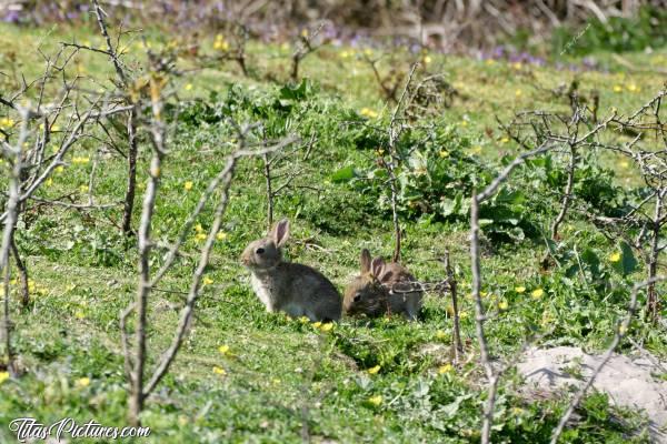 Photo Lapereaux  : Une petite dernière de mes 2 petits préférés : des bébés Lapin de Garenne. Trop choupinou 😍🥰c, Tita’s Pictures, Lapin de Garenne, Lapereaux 