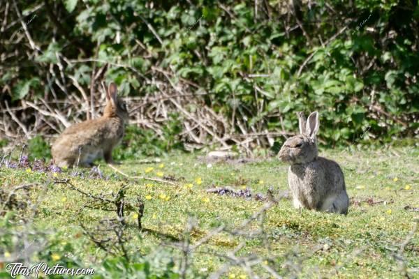 Photo Vieux Lapin : Voici un vieux lapin de garenne mâle, que l’on peut reconnaître avec toutes ses cicatrices. Derrière, une femelle. Peut-être que c’est les parents des petits lapereaux que je vous ai partagé 🤭😍 C’était un vrai plaisir de pouvoir les observer paisiblement 😍🥰c, Tita’s Pictures, Lapin de garenne, Lapin