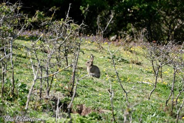 Photo Petit Lapin : Il est vraiment trop mignon ce petit lapin sauvage 😍🥰c, Tita’s Pictures, Lapereau, Petit Lapin