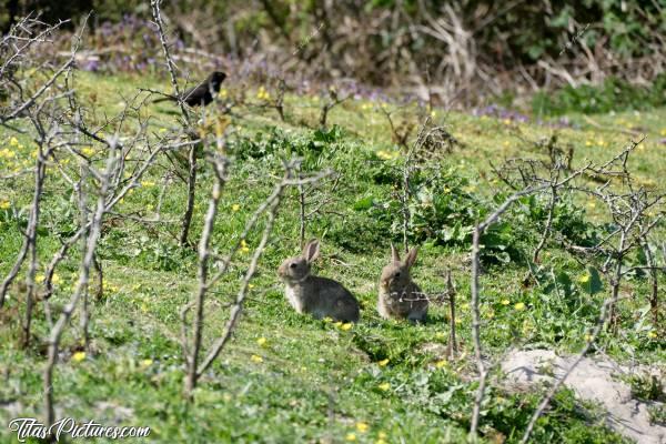 Photo Petits lapins : Quel plaisir de pouvoir observer ces petits lapins sauvages, en pleine nature de bord de mer 😍🥰c, Tita’s Pictures, Lapereaux, Petits Lapins