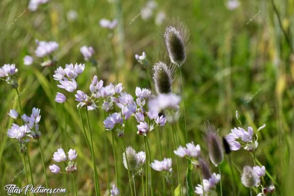 Photo Pompons et Fleurs roses : Que de belles fleurs en bord de mer du Finistère ! J’adore ces pompons tout doux 😍🥰 Et ces petites fleurs roses claires sont trop mignonnes 😍🥰 Mais comment s’appellent-elles ? 🧐😅c, Tita’s Pictures, Fleurs sauvage, Bord de mer