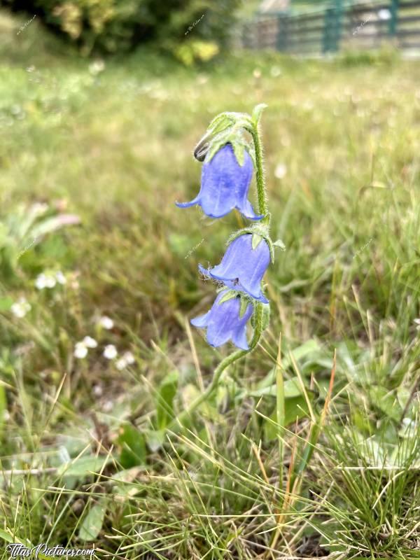 Photo Fleur des Alpes : Belles petites clochettes bleues-violettes, découvertes dans un parc de loisirs, aux Eucherts, dans les Alpes. 
Je n’ai pas réussi à trouver leur nom. Est-ce que quelqu’un connaît ?c, Tita’s Pictures, les Alpes, Fleurs, Clochettes violettes