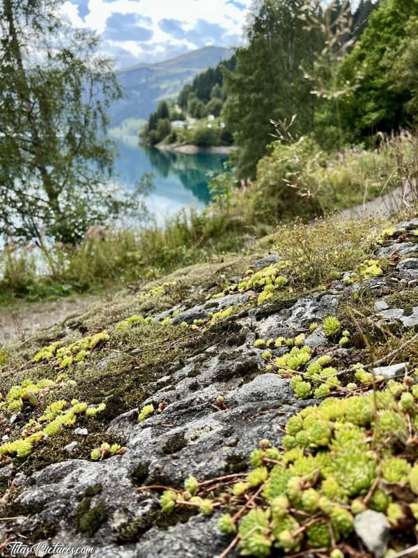 Photo Le Lac de Roselend  : Petit jeu de mise au point sur la végétation, au Lac de Roselend, dans les Alpes. Qu’en pensez-vous ?c, Tita’s Pictures, Les Alpes, Lac de Roselend, Beaufortin, Savoie