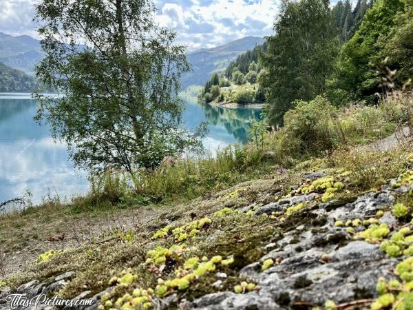 Photo Lac de Roselend : Petit jeu de mise au point sur la végétation, au Lac de Roselend, dans les Alpes. Qu’en pensez-vous ?c, Tita’s Pictures, Les Alpes, Lac de Roselend, Beaufortin, Savoie