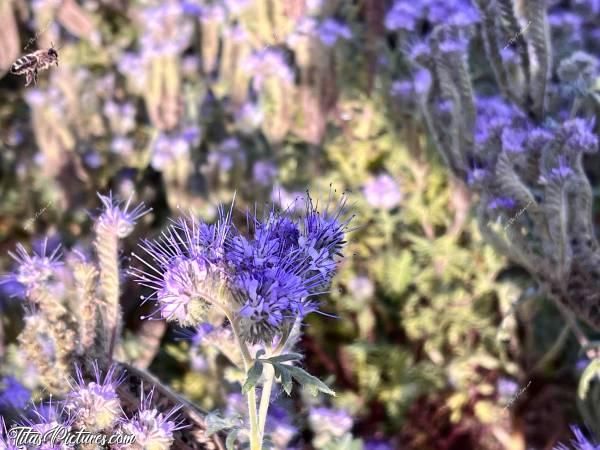 Photo Fleurs mauves : Découverte d’une belle fleur mauve : la Phacélie à feuilles de tanaisie.  Il y en avait tout un champ ce jour-là 🤭😅
Si vous regardez bien, il y a une invitée surprise sur la photo 😉 c, Tita’s Pictures, fleurs mauves, Phacélie à feuilles de tanaisie