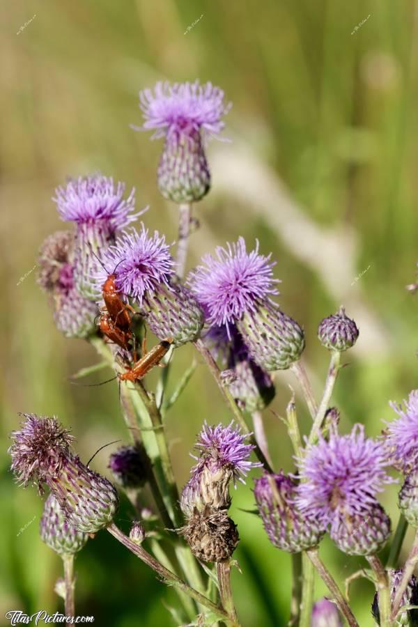 Photo  Cirse  : Elles sont belles ces fleurs sauvages qui ressemblent à des fleurs de chardon, mais en plus petites. Il semblerait que ce soit des Cirses. Et apparemment, je ne suis pas la seule à les trouver jolies 🤭😅 Regardez moi ces beaux Téléphores fauves, qui ressortent bien sur le mauve des pétales 😍🥰c, Tita’s Pictures, Cirses, Fleurs mauve, Téléphore fauve, insecte