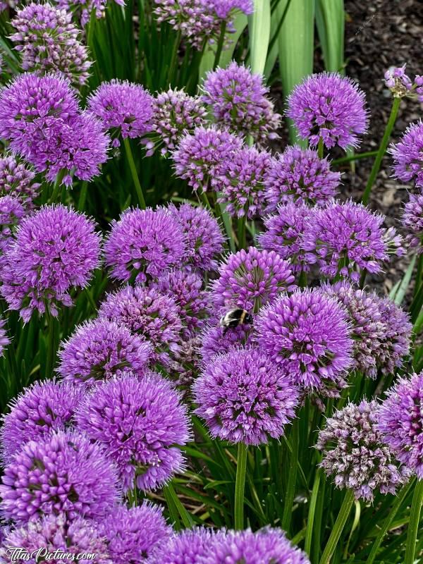 Photo Pompons violets : J’aime beaucoup ces fleurs faisant penser à des pompons violets 😍🥰 Je n’ai pas leur nom malheureusement 😬 c, Tita’s Pictures, Pompons violets, Bourdon