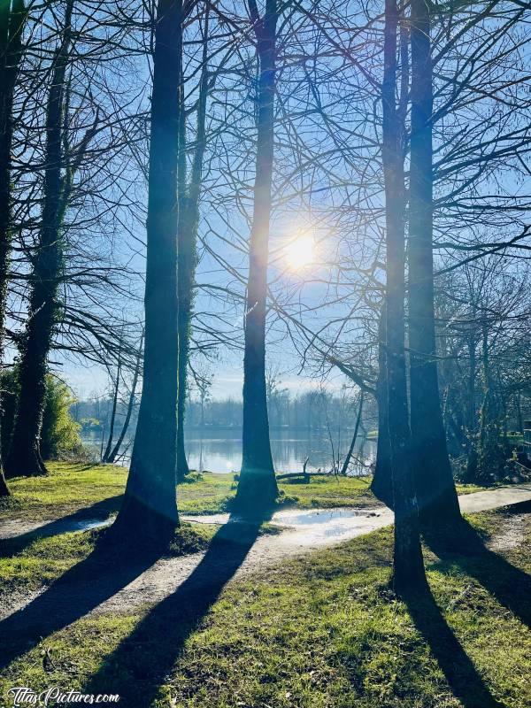 Photo Pescalis  : Jeu d’ombres et de lumières, sur ces résineux qui perdent leurs aiguilles en hiver. Désolée, j’ai oublié leur nom 🤭😅c, Tita’s Pictures, Pescalis, Etang