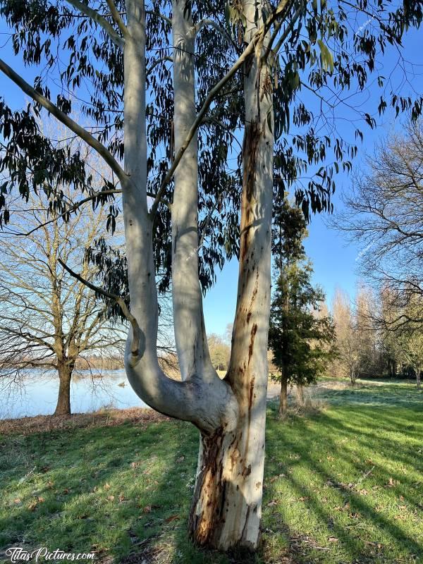 Photo Eucalyptus  : Drôle de forme pour cet Eucalyptus 🤭😅😍 Je l’ai découvert dans le parc de Pescalis, à Moncoutant. c, Tita’s Pictures, Eucalyptus, Arbre