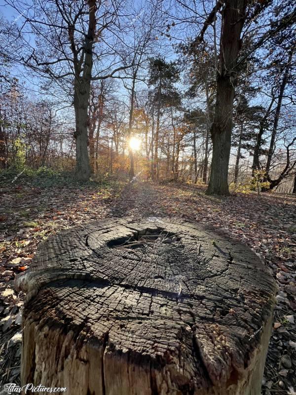 Photo Forêt domaniale de Versailles  : Me promenant dans la Forêt domaniale de Versailles, je tombe sur cette belle souche d’arbre. Par chance, le soleil passe au travers des arbres et crée une belle atmosphère, me permettant de réaliser cette belle photo 😍🥰c, Tita’s Pictures, Forêt domaniale de Versailles, Souche d’arbre