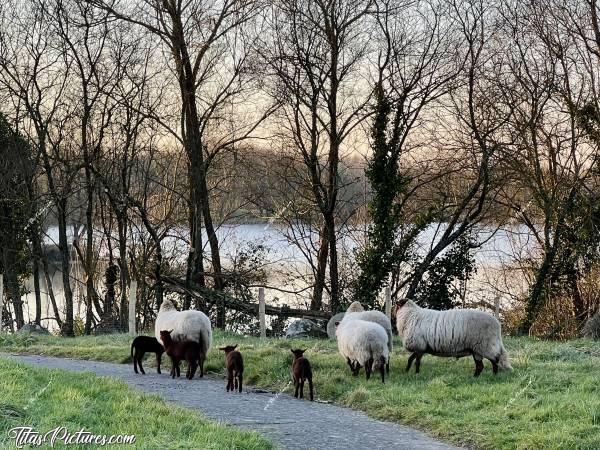 Photo Moutons  : Des moutons ont été parqués à Pescalis, pour nettoyer les surfaces en herbes autour des étangs. Pas de chance, ils ne voulaient pas me regarder pour la photo 😢 Et comme le vent était glacial, je n’avais pas le temps d’attendre 😅🥶c, Tita’s Pictures, Pescalis, moutons