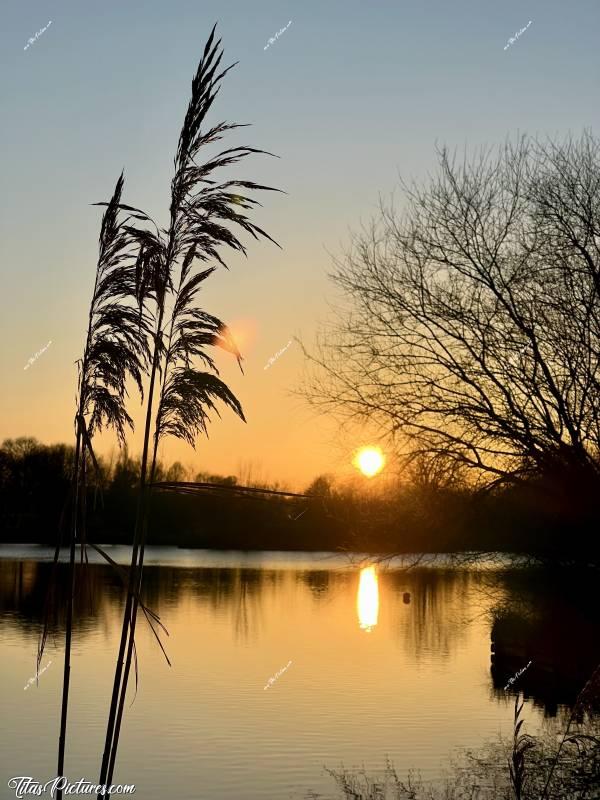 Photo Pescalis  : Coucher de Soleil sur un beau Miscanthus, sur un des étangs de Pescalis dans les Deux-Sèvres 😍🥰c, Tita’s Pictures, Pescalis, Coucher de soleil 