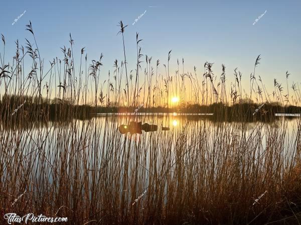 Photo Pescalis  : Jeu de cache-cache avec le soleil, au travers des herbes hautes 😅😍 Si je ne me trompe pas, il s’agit de Miscanthus. C’est une herbe qui permet de faire un très bon paillage, une fois séchée. c, Tita’s Pictures, Pescalis, Coucher de soleil 