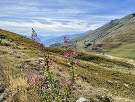 Le Col du Petit Saint Bernard : Tita’s Pictures, Col du Petit Saint Bernard, Montagnes, Épilobes