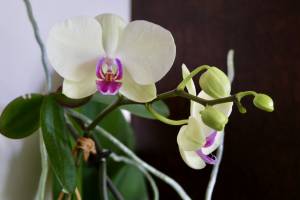 Orchidée blanche : Tita’s Pictures, Orchidée blanche